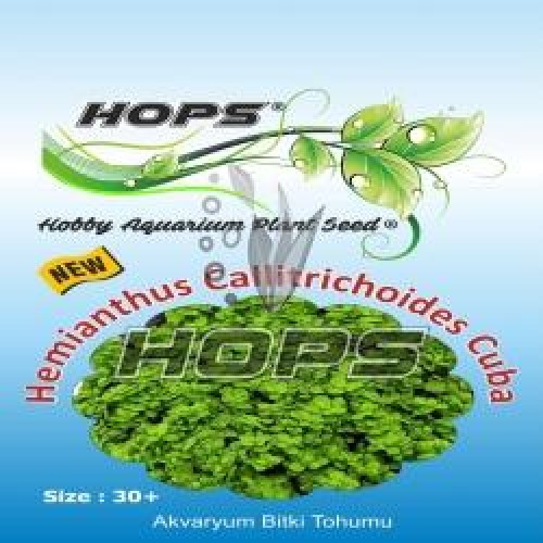 Bitki Tohumu Hemianthus Callitrichoides Cuba -  Hops