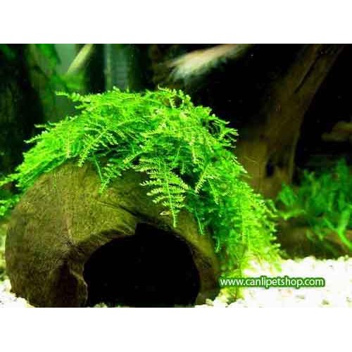 Moss Christmas Moss 4 Pkt tele sarılı