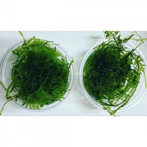 Moss -Star Moss 7 cm çapında 1 Kab