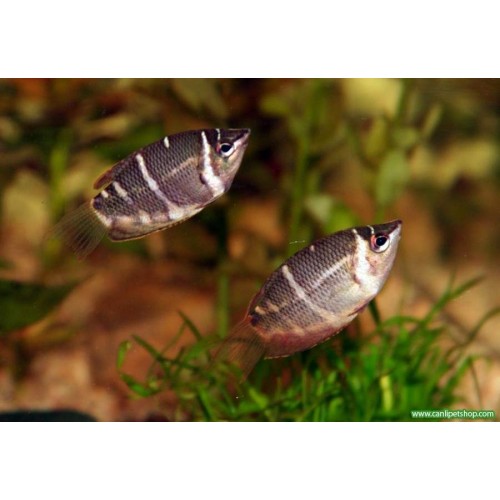 Gurami Çikolata 1 Adet (Nadir) 5-6 Cm