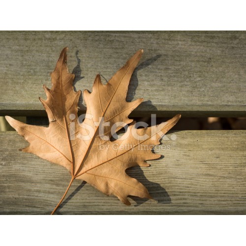 Y-Çınar Yaprağı 10 Adet Su Düzenleyici ve Karides Yemi