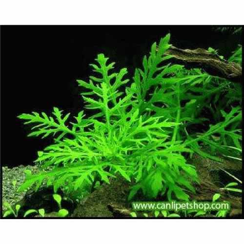 .Hygrophila difformis (Çınar) 10 kök