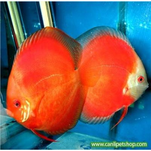 Kan Kırmızı Discus Ciklet 1 Adet 7-8 Cm