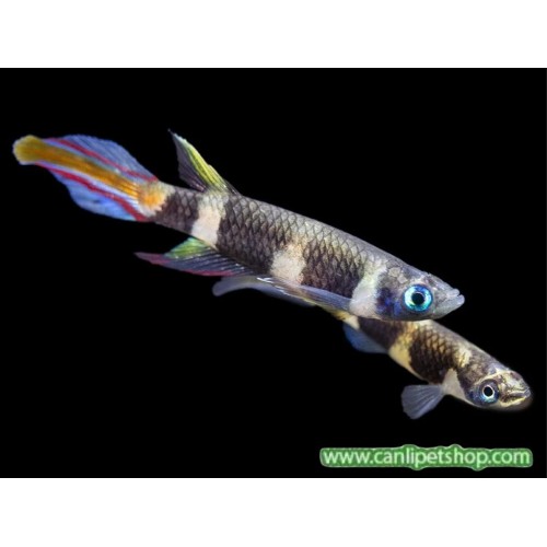 Clown Killi Fish (ROCKET KILLIFISH) 3 Adet 1-2 Cm
