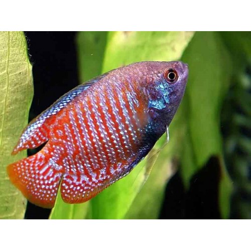 Gurami Cüce Kırmızı (kolisa laila) 2 Adet 4-5 Cm (1Erkek 1Dişi)