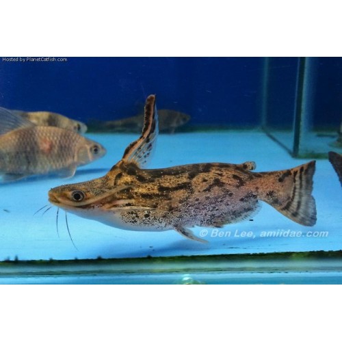 Odun Kedi Balığı Colombian Wood Catfish 1 adet  8-10 Cm 