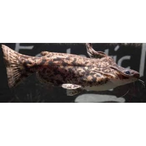 Odun Kedi Balığı Colombian Wood Catfish 1 adet 10-12 Cm Tüm Balıklar ile uyumlu