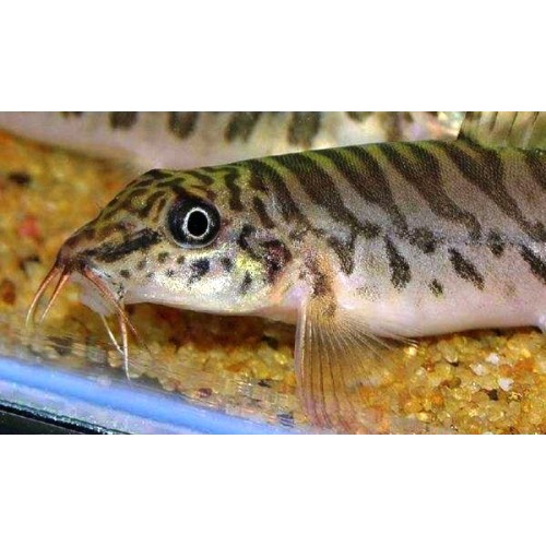 Çöpçü Botia Acanthocobitis  7-8 Cm (1 Erkek 2 Dişi ) 3 Adet