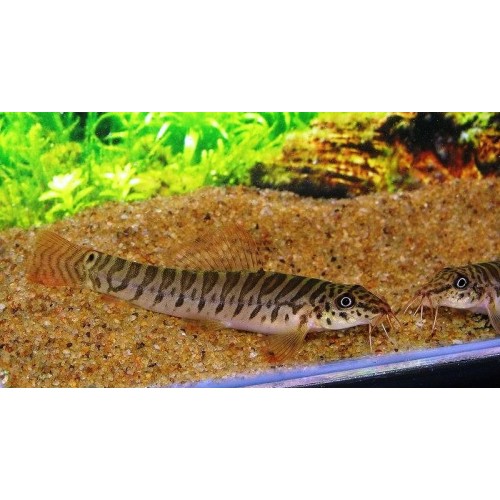 Botia Acanthocobitis 7-8 Cm 1 Ad (Ciklet le Yaşar)