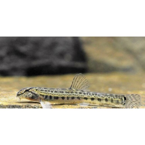 Botia Cobitis striata (Dip Balığı)  4-5 Cm 1 Adet