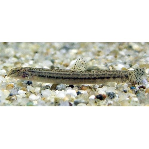 Çöpçü Botia Cobitis Striata  (1 Erkek 2 Dişi) 3 Adet 4-5 Cm