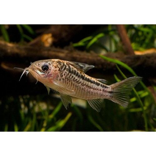 Çöpçü Napoensis 1 Adet 2-3 Cm 