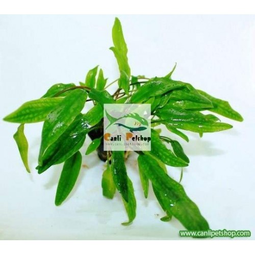 Cryptocoryne wendtii Green(Yeşil) 2 kök 3-4 Cm
