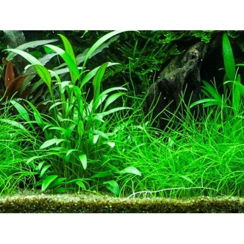 Cryptocoryne Lutea 1 saksı