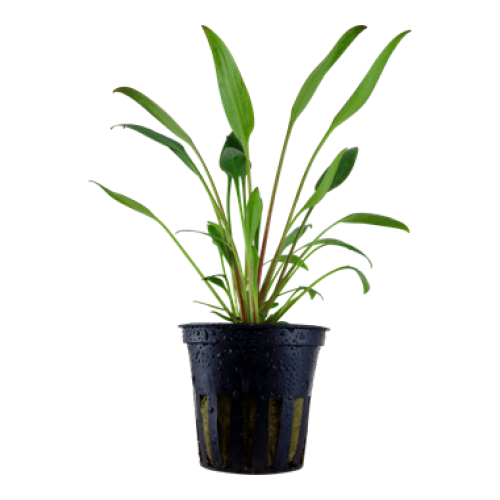 Cryptocoryne Lutea 1 saksı