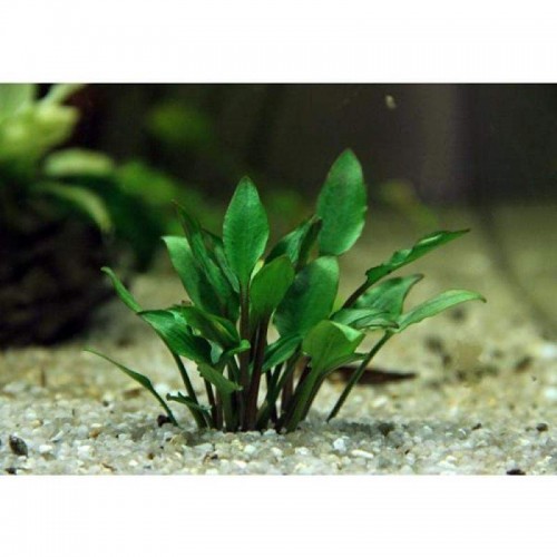 Cryptocoryne Lutea 2 Kök