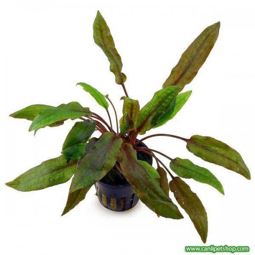 Cryptocoryne Mioya 1 Kök