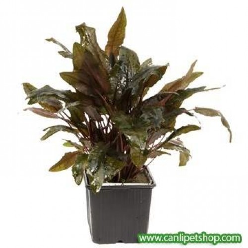 Cryptocoryne Walkeri 3 kök Tropica 5-6 Cm