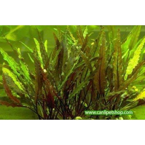 Cryptocoryne Walkeri 1 kök 4-6 Cm