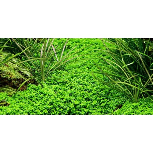 Hemianthus Micra  1 Saksı