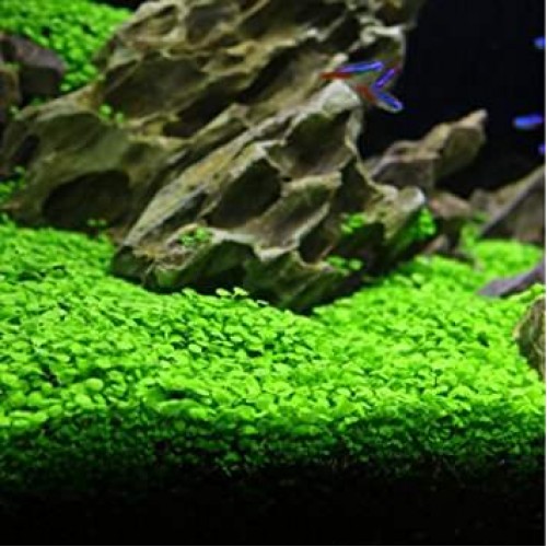 Hemianthus Micra  1 ADET BÜYÜK KAVANOZ