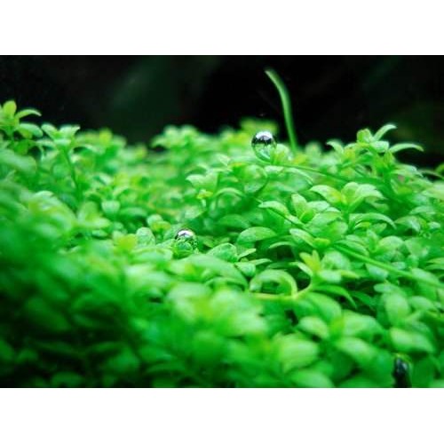 Hemianthus callitrichoides ''Cuba'' 1  Cm Çap