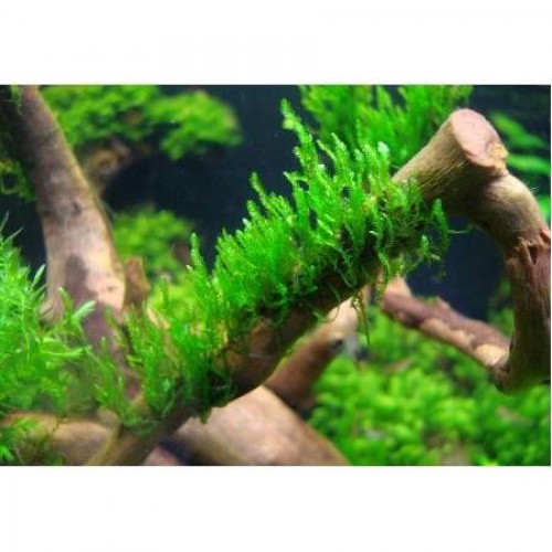 Moss "Dala Sarılı Java Moss"