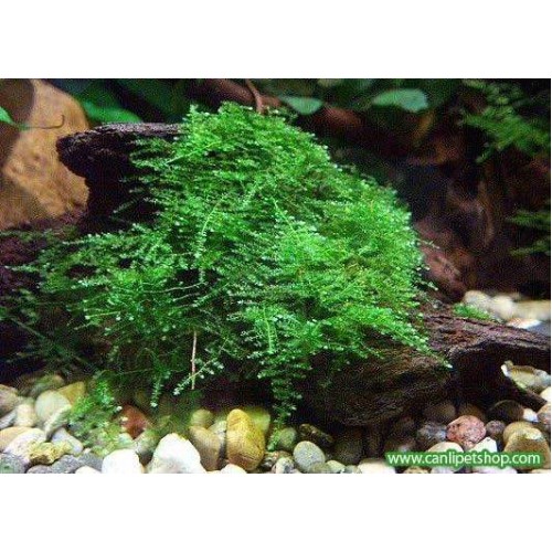 Moss "Willow Moss"Mango Köküne Sarılı Kök Boy : 10 CM civarı