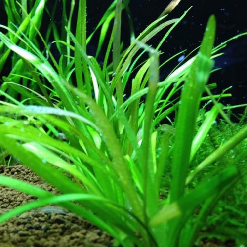Sagittaria subulata 1 Saksı 7-8 Kök