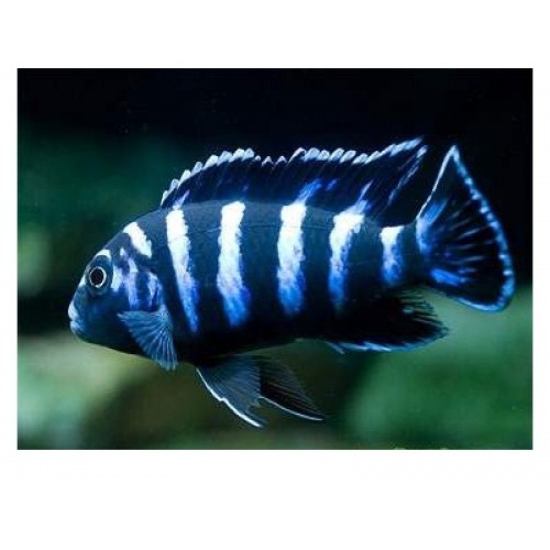 Demasoni Ciklet 1 Ad 4-5 Cm
