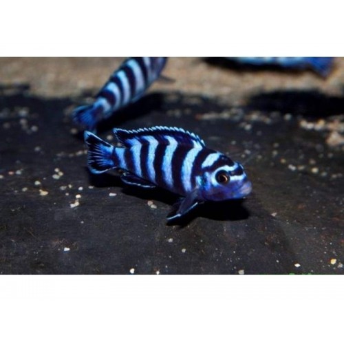 Demasoni Ciklet 1 Ad 4-5 Cm