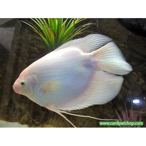 Gurami Albino Dev 1 Adet 10-12 Cm Tüm Balıklarla Uyumuludur !