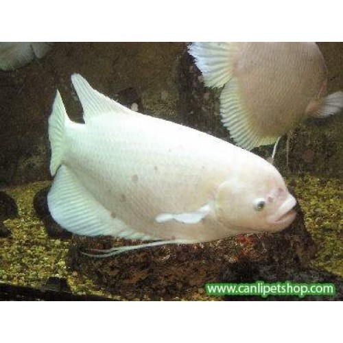Gurami Albino Dev 1 Adet 10-12 Cm Tüm Balıklarla Uyumuludur !