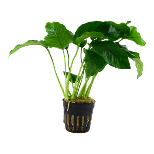 Anubias Barteri Var barteri L015