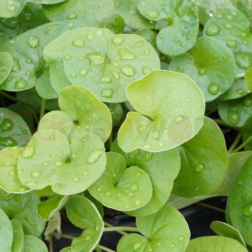 Dichondra repens 1 Kap 30-40 Kök