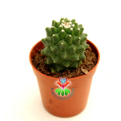 Dikensiz Kaktüs,Mammillaria Polythele Inermis-Taç Şeklinde