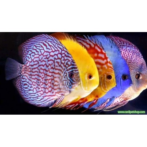 Discus Karışık 1 Adet 7-8 cm  A+Plus Kalite