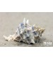 Deniz Salyangozu Hexaplex trunculus Tuzlu Su Canlısı 2 Adet 5 cm
