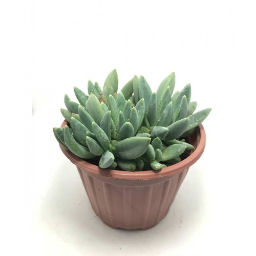 Pachyphytum glauca
