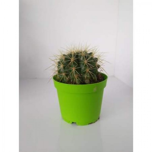 Echinocactüs Kaktüs 1 saksı