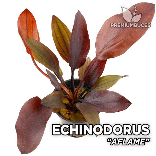 Echinodorus Aflame 1 Saksı - Harika -