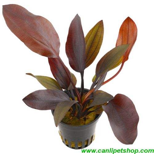 Echinodorus Aflame 1 Saksı - Harika -