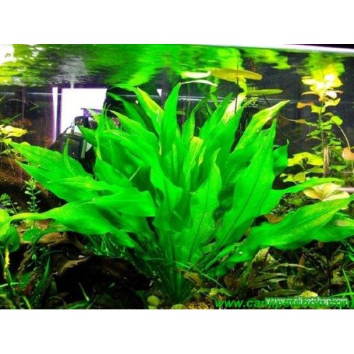 Echinodorus - Bleheri 1 Ad