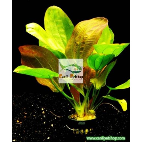 Echinodorus - Fancy Twist 1 Saksı