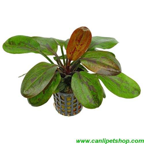 Echinodorus Hadi Red Pearl 1 Saksı