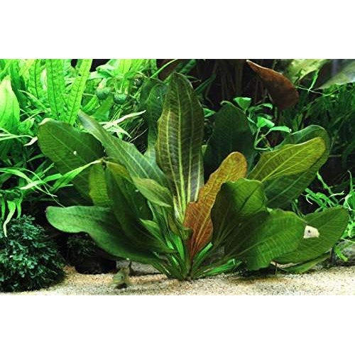 Echinodorus Hadi Red Pearl 1 Saksı