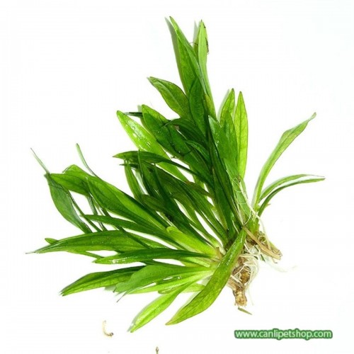Echinodorus quadricostatus 5 Kök