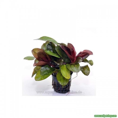 Echinodorus Reni 1 Ad