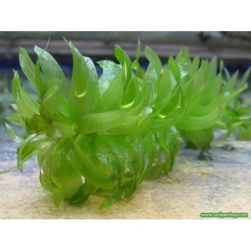 Elodea Densa(Egeria) 15 kök