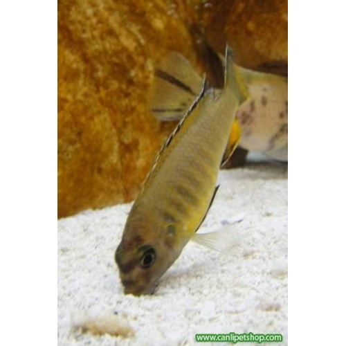elongatus "Ornatus" 1 Ad